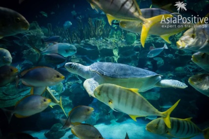 Oceanarium din Kuala Lumpur - cum să obțineți impresii maxime