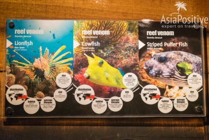 Oceanarium din Kuala Lumpur - cum să obțineți impresii maxime