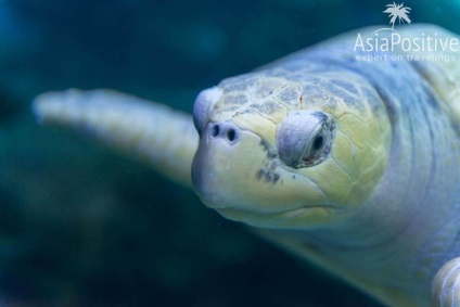 Oceanarium din Kuala Lumpur - cum să obțineți impresii maxime