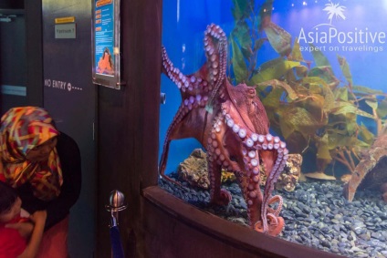 Oceanarium din Kuala Lumpur - cum să obțineți impresii maxime