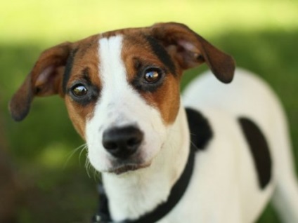 Descrierea rasei Jack Russell Terrier