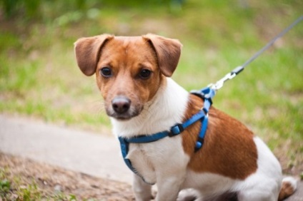 Descrierea rasei Jack Russell Terrier