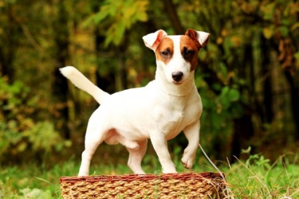 Descrierea rasei Jack Russell Terrier