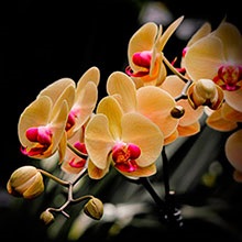 Phalaenopsis Orchid