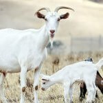 Caracteristici ale zootehniei - portal agricol