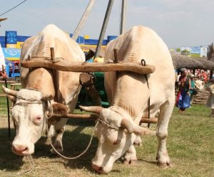 Caracteristici ale zootehniei - portal agricol