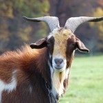 Caracteristici ale zootehniei - portal agricol