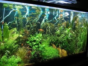 A világítás fontos tényező a növények optimális növekedéséhez az akváriumban - kék barbus
