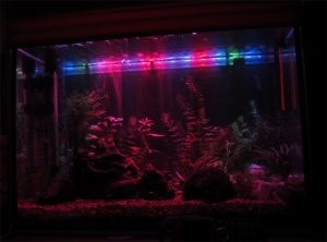 A világítás fontos tényező a növények optimális növekedéséhez az akváriumban - kék barbus