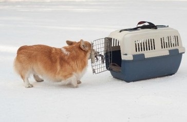 Nyitott nyúl - nyuszi - vicces trükkök egy kutyával - freiwind - német juhászok tenyésztési óvodája,