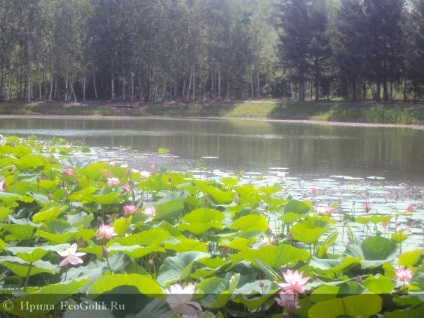 Lacul lotus din regiunea Ivanovo din regiunea Amur - revizuirea ecoblocherului or_samolet_devushka