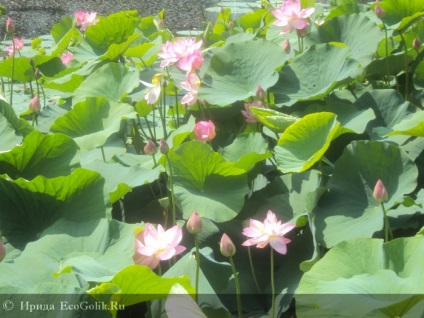 Lacul lotus din regiunea Ivanovo din regiunea Amur - revizuirea ecoblocherului or_samolet_devushka