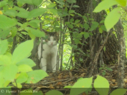 A lótuszok tava az Amur régió Ivanovo régiójában - az ecoblocher nebo_samolet_devushka