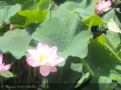 Lacul lotus din regiunea Ivanovo din regiunea Amur - revizuirea ecoblocherului or_samolet_devushka