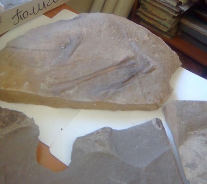 Paleontologii au învățat cum arată pielea dinozaurilor