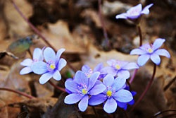 Hepatica - син на издънковите -rasteniya -н-членно