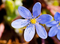 Liverboy - plante albastre de copse -p-articole