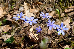 Hepatica - син на издънковите -rasteniya -н-членно