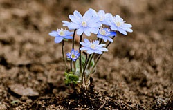 Liverboy - plante albastre de copse -p-articole