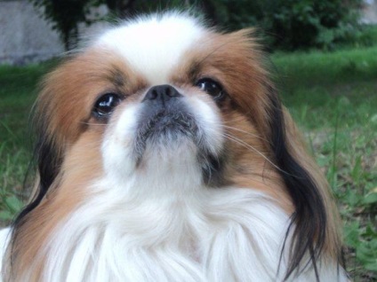 Pekingese și Hin Hin