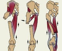 Fractura șoldului - cauze, simptome, diagnostic și tratament