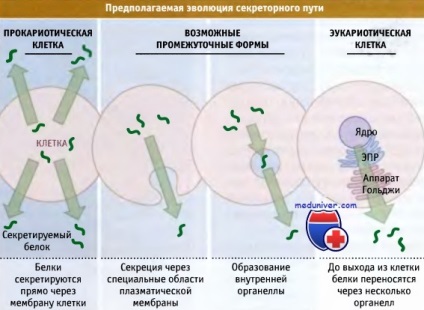 Perspective pentru studierea schimbului și abordarea proteinelor într-o celulă