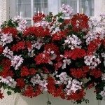 Plyuschelistnaya pelargonium