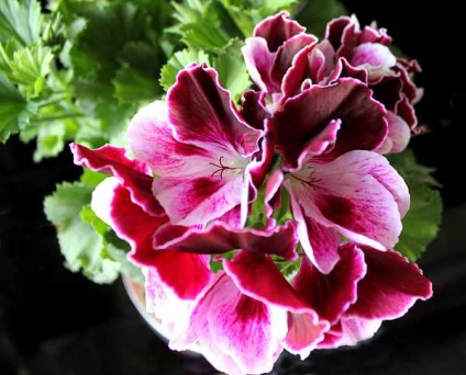 Plyuschelistnaya pelargonium