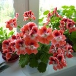 Plyuschelistnaya pelargonium