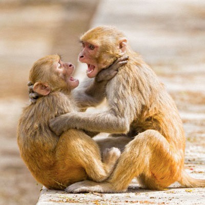 Miért nem beszélnek a majmok, a tudomány és az élet
