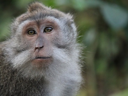 De ce maimuțele nu vorbesc, știința și viața