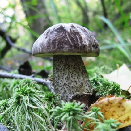 Podisinovik - descriere și fotografie, ciuperci comestibile