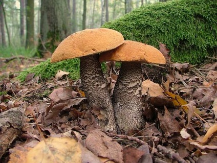 Podisinovik - descriere și fotografie, ciuperci comestibile