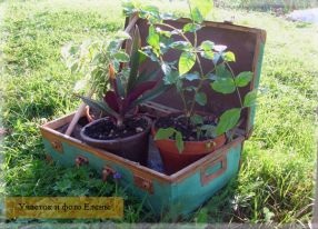 Підводимо підсумки конкурсу - ландшафтний дизайн своїми руками - ідеї для дизайну саду