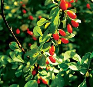 Proprietăți utile și medicinale ale afine