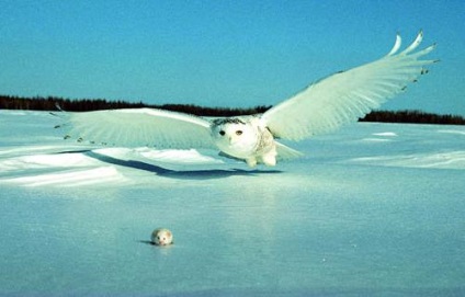 Polar owl este o pasăre frumoasă