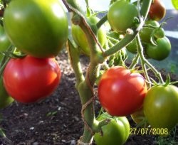 Tomatele care cresc roșii timpurii
