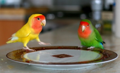 A papagájok elválaszthatatlanok otthon tartása és gondozása, madarak
