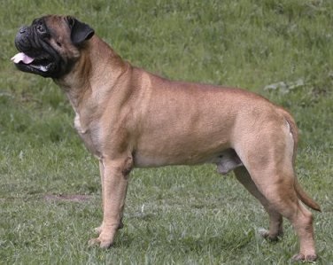 Bullmastiff rasa și standard