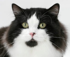 Macskafajták farok nélkül (bobtails) fotókkal és nevekkel (farok) Macskák farok nélkül (bobtails) fotókkal és nevekkel