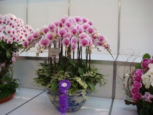 Ordinul de transplantare a orhideelor ​​la domiciliu și îngrijirea florilor, sfatul grădinarilor experimentați