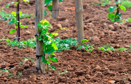 Corectarea plantării răsadurilor de struguri în primăvară și toamnă