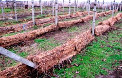 Folosirea de fibre agroforesti in cultivarea legumelor