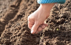 Folosirea de fibre agroforesti in cultivarea legumelor