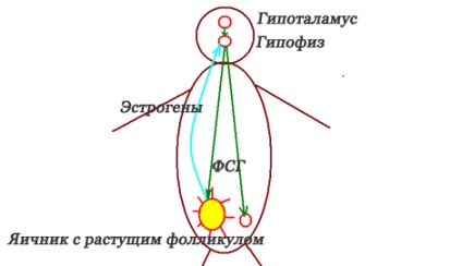 Contraceptive contraceptive și alte contraceptive hormonale - daune sau beneficii ale catalogului femeilor