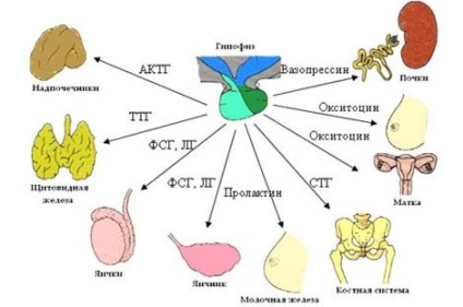 Contraceptive contraceptive și alte contraceptive hormonale - daune sau beneficii ale catalogului femeilor