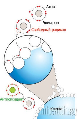 Cinci mituri despre antioxidanti, sanatatea barbatilor rusia