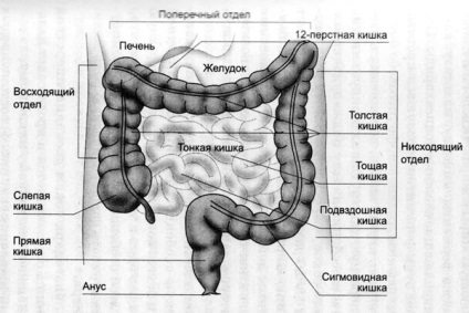 Cancerul intestinului subțire provoacă, simptome și metode de tratament