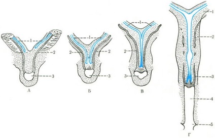 Dezvoltarea organelor genitale interne masculine și feminine, sistemul genito-urinar, anatomia umană