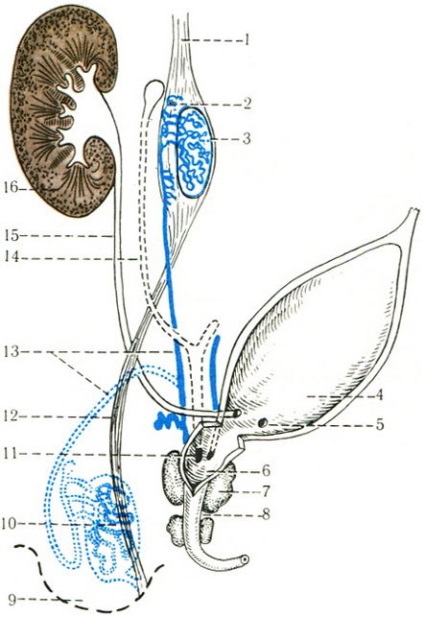 Dezvoltarea organelor genitale interne masculine și feminine, sistemul genito-urinar, anatomia umană